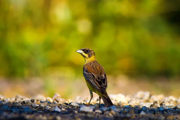 Nature Petit Oiseau Nature Colorée Habtat Fond — Photo