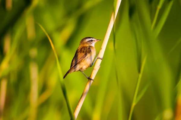 Nature and little bird. Colorful nature habtat background.