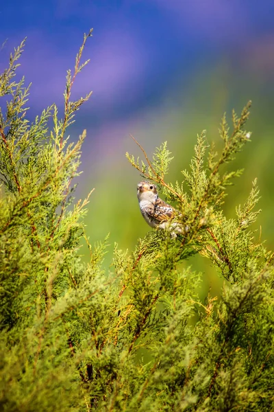Niedlicher Kleiner Vogel Natur Hintergrund Vogel Rotrückenwürger Die Geheimen Absprachen — Stockfoto