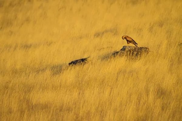 Buzzard Yellow Nature Background Bird Long Legged Buzzard Buteo Rufinus — Stock Photo, Image