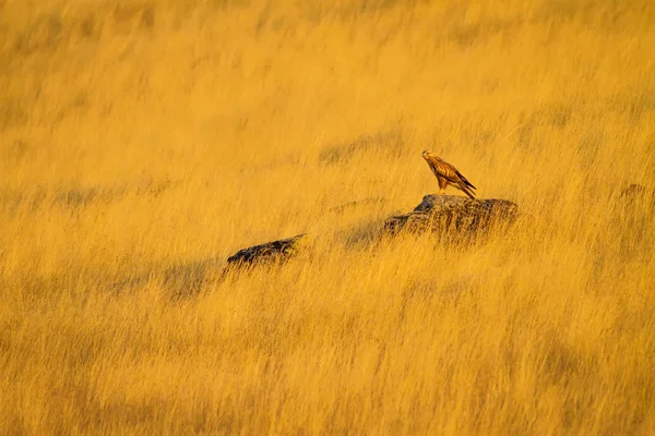 Buzzard Fundo Natureza Amarela Pássaro Buzzard Pernas Compridas Buteo Rufinus — Fotografia de Stock