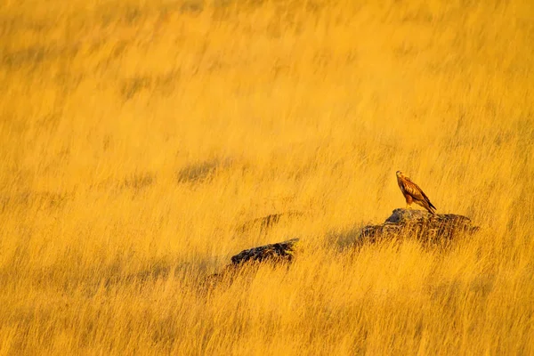 Buzzard Yellow Nature Background Bird Long Legged Buzzard Buteo Rufinus — Stock Photo, Image