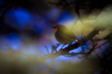 Sevimli küçük kuş Robin. Orman arka planı. Kuş: Avrupalı Robin. Erithacus rubecula.