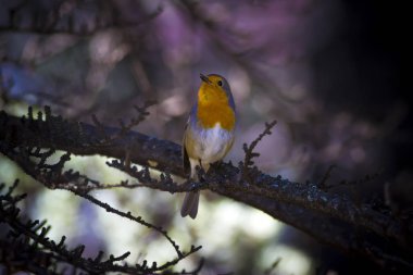 Sevimli küçük kuş Robin. Orman arka planı. Kuş: Avrupalı Robin. Erithacus rubecula.