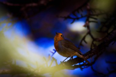 Sevimli küçük kuş Robin. Orman arka planı. Kuş: Avrupalı Robin. Erithacus rubecula.