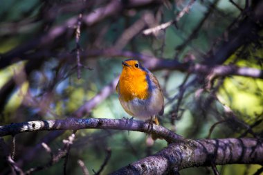 Sevimli küçük kuş Robin. Orman arka planı. Kuş: Avrupalı Robin. Erithacus rubecula.