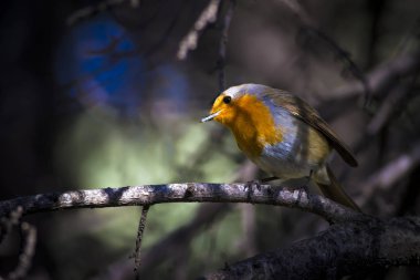 Sevimli küçük kuş Robin. Orman arka planı. Kuş: Avrupalı Robin. Erithacus rubecula.