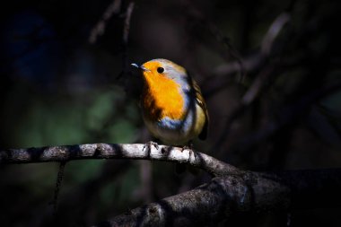 Sevimli küçük kuş Robin. Orman arka planı. Kuş: Avrupalı Robin. Erithacus rubecula.