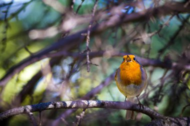 Sevimli küçük kuş Robin. Orman arka planı. Kuş: Avrupalı Robin. Erithacus rubecula.