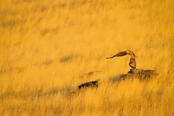 Buzzard Yellow Nature Background Bird Long Legged Buzzard Buteo Rufinus — Stock Photo, Image