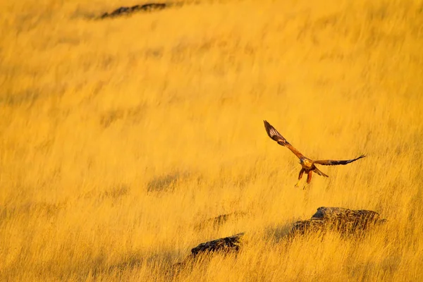 Buzzard Żółte Tło Przyrodnicze Ptak Długonożna Buzzard Buteo Rufinus — Zdjęcie stockowe