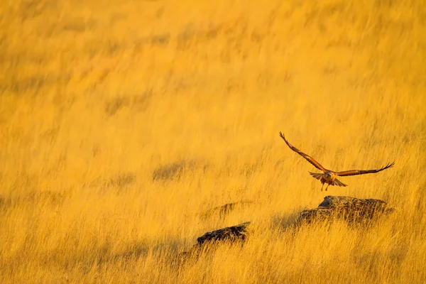 Buzzard Yellow Nature Background Bird Long Legged Buzzard Buteo Rufinus — Stock Photo, Image