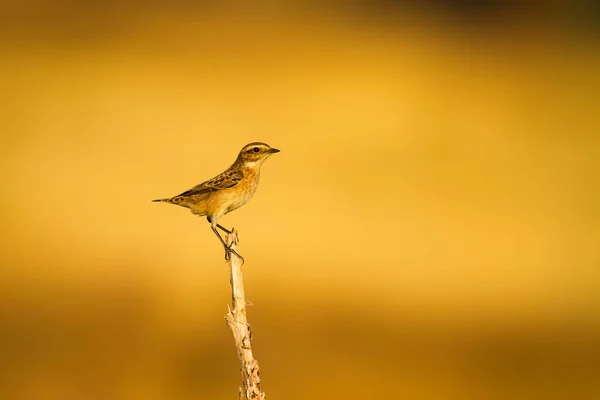 Lindo Pajarito Fondo Naturaleza Amarilla Whinchat Saxicola Rubetra —  Fotos de Stock