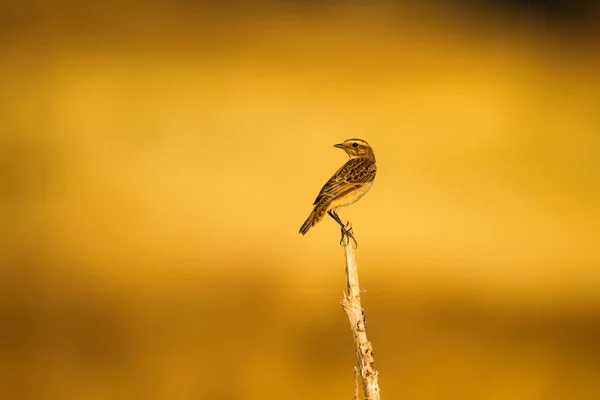 Que Passarinho Giro Fundo Natureza Amarela Pássaro Whinchat Saxicola Rubetra — Fotografia de Stock