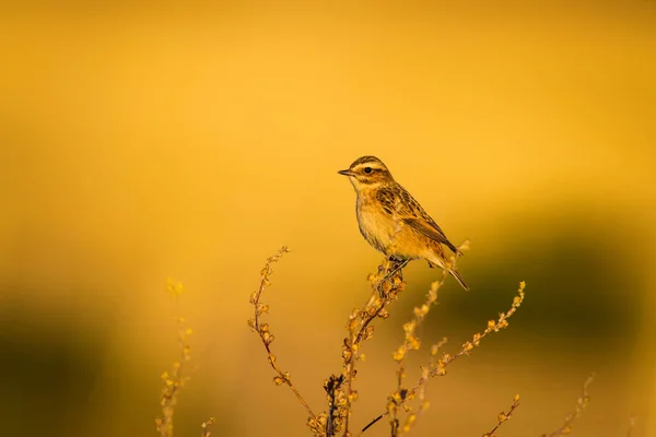 Niedlicher Kleiner Vogel Gelber Natur Hintergrund Vogel Braunkehlchen Saxicola Rubetra — Stockfoto