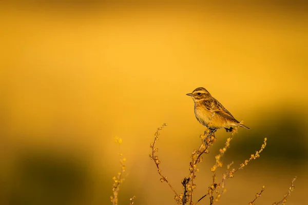 Niedlicher Kleiner Vogel Gelber Natur Hintergrund Vogel Braunkehlchen Saxicola Rubetra — Stockfoto