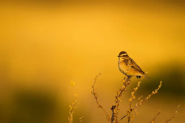 Cute Małego Ptaka Żółte Tło Przyrodnicze Ptak Whinchat Systematyka Rubetra — Zdjęcie stockowe