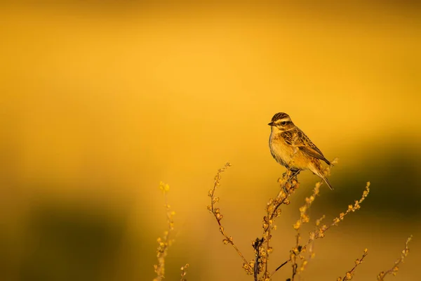 Cute Little Bird Yellow Nature Background Bird Whinchat Saxicola Rubetra — Stock Photo, Image