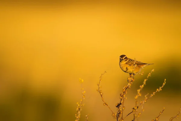 귀여운 새입니다 노란색 배경입니다 Whinchat 악시콜라 루베트라 — 스톡 사진