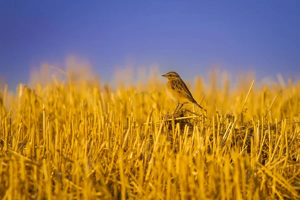 Sevimli küçük kuş. Sarı doğa arka planı. Kuş: Whinchat. Saxicola rubetra.