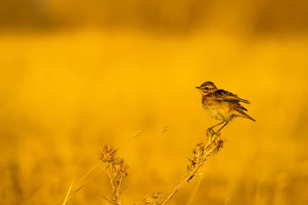 Симпатичная Птичка Желтый Фон Природы Птица Whinchat Саксикола Красная — стоковое фото