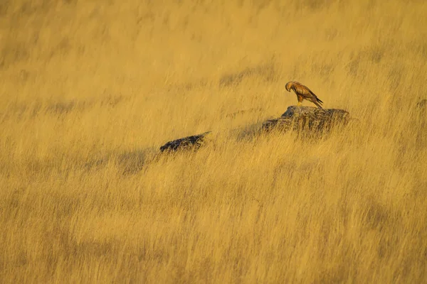 Buzzard Fundo Natureza Amarela Pássaro Buzzard Pernas Compridas Buteo Rufinus — Fotografia de Stock
