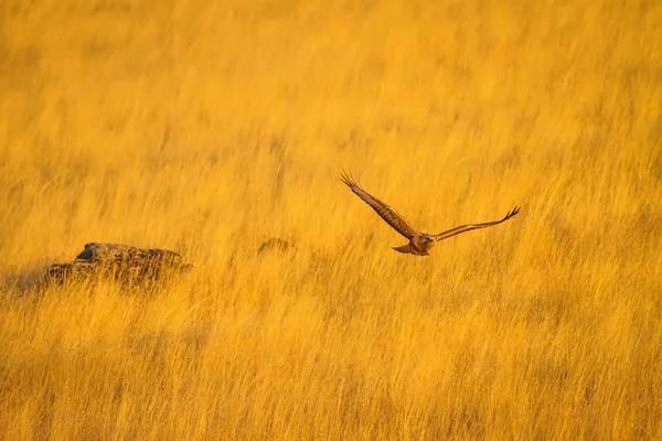 Buzzard Gul Natur Bakgrund Fågel Långbent Buzzard Buteo Rufinus — Stockfoto