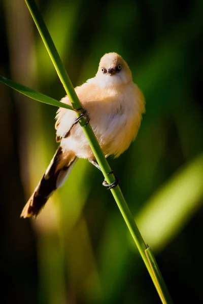 Cute Little Bird Green Nature Background Bird Bearded Reedling Panurus — Stock Photo, Image