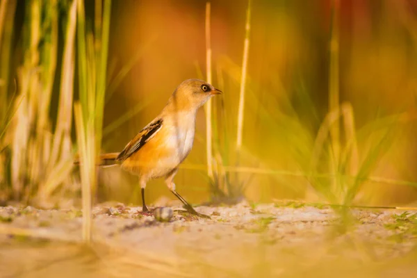 Cute Małego Ptaka Zielone Tło Przyrodnicze Ptak Brodaty Reedling Panurus — Zdjęcie stockowe