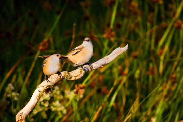 Uccellino Carino Sfondo Verde Natura Bird Bearded Reedling Panurus Biarmicus — Foto Stock