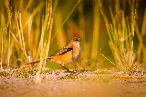 Niedlicher Kleiner Vogel Hintergrund Grüne Natur Vogel Bärtiger Riedling Panurus — Stockfoto