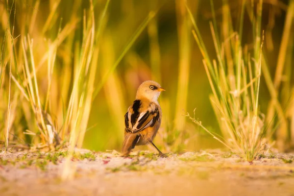 Cute Małego Ptaka Zielone Tło Przyrodnicze Ptak Brodaty Reedling Panurus — Zdjęcie stockowe
