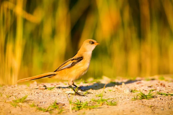 Uccellino Carino Sfondo Verde Natura Bird Bearded Reedling Panurus Biarmicus — Foto Stock