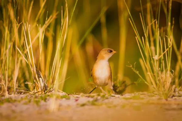 Schattige Kleine Vogel Groene Natuur Achtergrond Vogel Bearded Reedling Panurus — Stockfoto