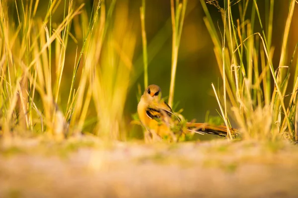 かわいい鳥緑の自然の背景 ひげを生やしたリードリング パヌルス ビアルミカス — ストック写真