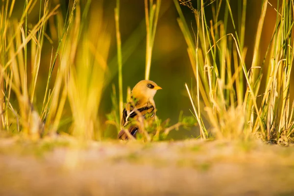 Que Passarinho Giro Fundo Natureza Verde Pássaro Reedling Barbudo Panurus — Fotografia de Stock