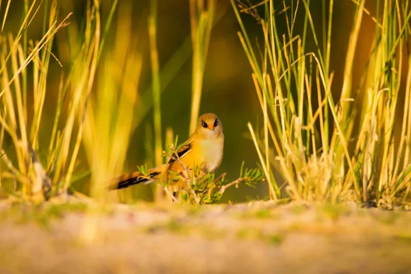 Joli Petit Oiseau Fond Vert Nature Oiseau Reedling Barbu Panurus — Photo