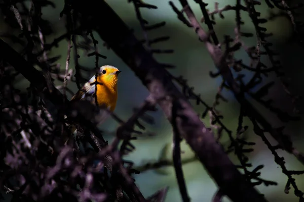Niedliche Kleine Vogelspinne Waldhintergrund Vogel Rotkehlchen Rubecula Erythacus — Stockfoto
