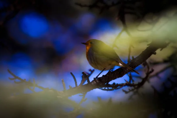 Sevimli Küçük Kuş Robin Orman Arka Planı Kuş Avrupalı Robin — Stok fotoğraf