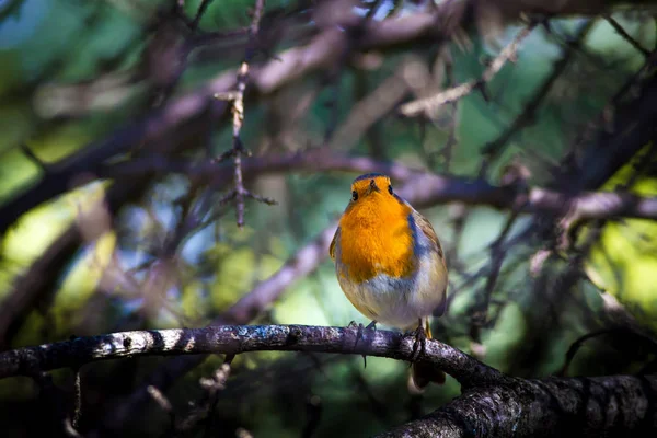 Que Passarinho Giro Robin Fundo Florestal Pássaro Robin Europeu Erithacus — Fotografia de Stock
