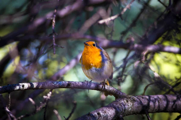 Sevimli küçük kuş Robin. Orman arka planı. Kuş: Avrupalı Robin. Erithacus rubecula.
