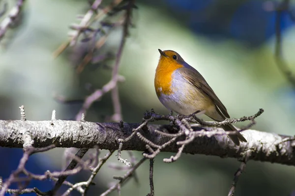 Cute little bird Robin. Forest background. Bird: European Robin. Erithacus rubecula.