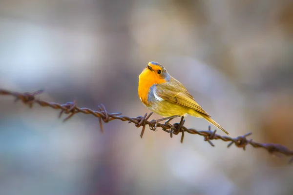 Lindo Pajarito Robin Fondo Forestal Pájaro Robin Europeo Erithacus Rubecula —  Fotos de Stock