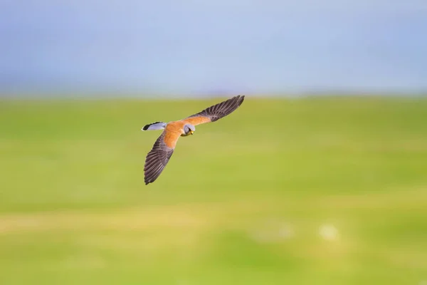 Flying Falcon Colorful Nature Background Bird Lesser Kestrel Falco Naumanni — Stock Photo, Image