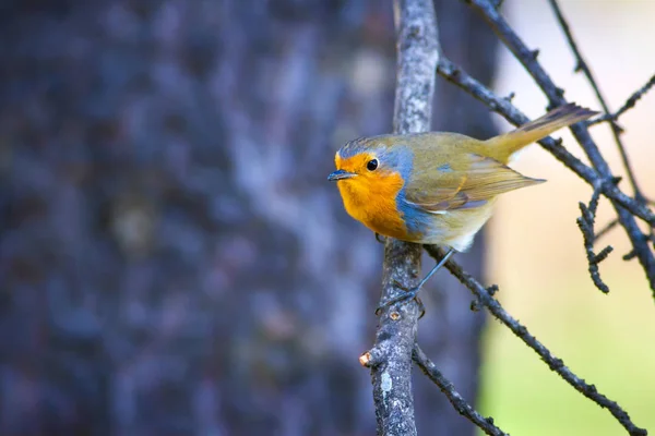 Que Passarinho Giro Robin Fundo Florestal Pássaro Robin Europeu Erithacus — Fotografia de Stock