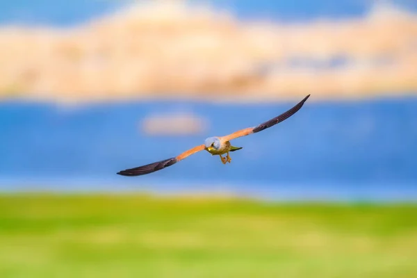 Flying Falcon Colorful Nature Background Bird Lesser Kestrel Falco Naumanni — Stock Photo, Image