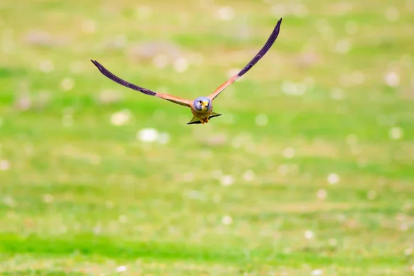 Falco Volante Sfondo Colorato Natura Uccello Gheppio Minore Falco Naumanni — Foto Stock