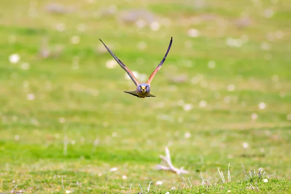 Falcão Voador Fundo Natureza Colorida Pássaro Menos Kestrel Falco Naumanni — Fotografia de Stock