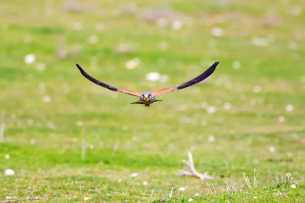 Fliegender Falke Farbenfrohe Natur Hintergrund Vogel Turmfalke Falco Naumanni — Stockfoto