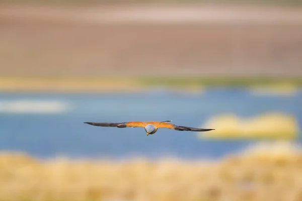 Falcão Voador Fundo Natureza Colorida Pássaro Menos Kestrel Falco Naumanni — Fotografia de Stock